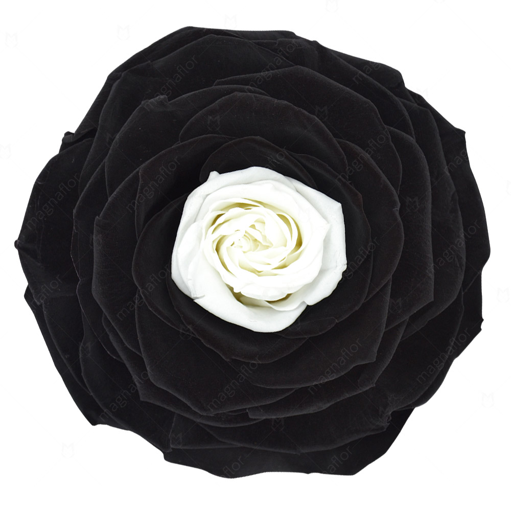 Black Preserved Rose