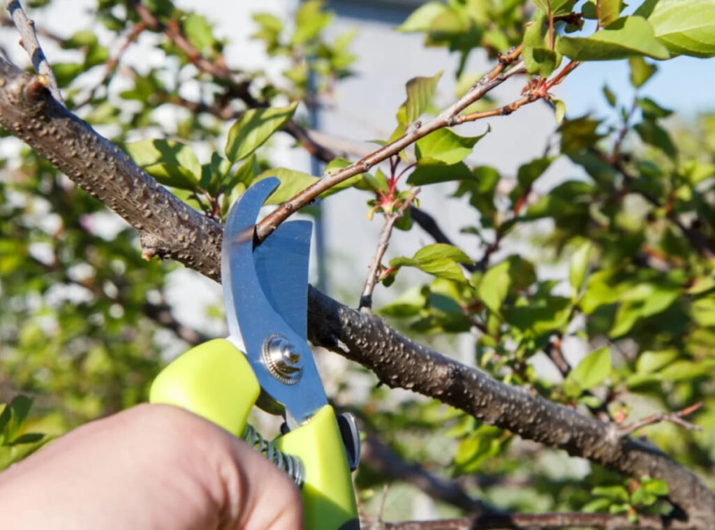 tree pruning in Ballina