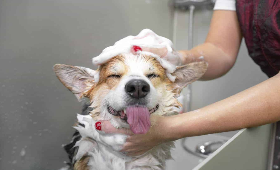 dog grooming