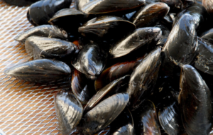 Mussels wholesale